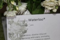 waterloo