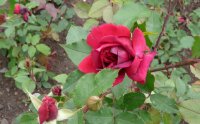 paul-lucchini-1.jpg