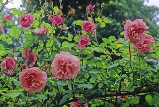 irene_bonnet_mioulane