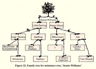 jeannie-williams