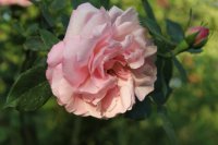 anna-scharsach