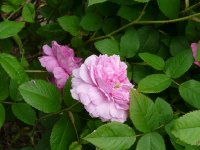 phenice-1a.jpg