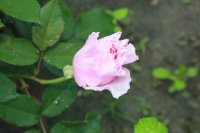 gartentraume
