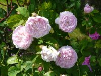 triomphe-de-flore-a.jpg