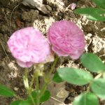 pompon-de-bougogne.jpg
