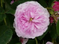 belle-sans-flatterie-2a.jpg