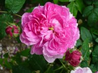 belle-sans-flatterie-a.jpg