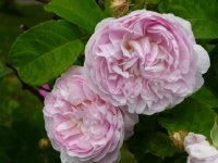 triomphe-de-flore-a.jpg