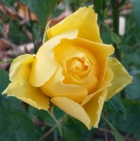 smooth-buttercup-zdj-z-29-pazdziernika-01