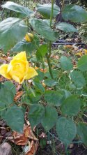 smooth-buttercup-zdj-z-29-pazdziernika-4