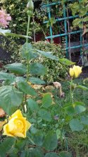 smooth-buttercup