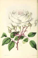 alba-rosea-tea-rose
