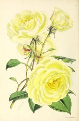 celine-forestier