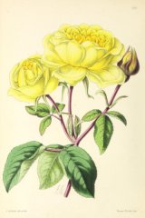 madame-falcot