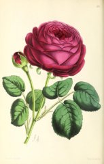 madame-victor-verdier
