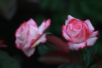 cherry-parfait-2