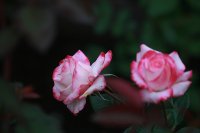 cherry-parfait-3