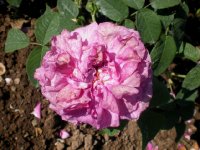      rose de maitre d'ecole     