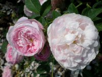      triomphe de flore     