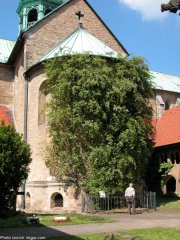 thousand-year-rose-katedra-hildesheim