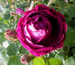       la caille    