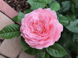 kolner-flora
