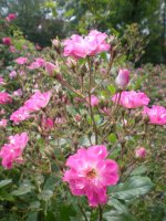   minirosa        