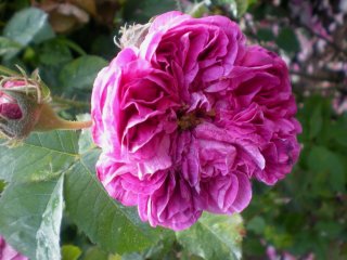     anacreon     