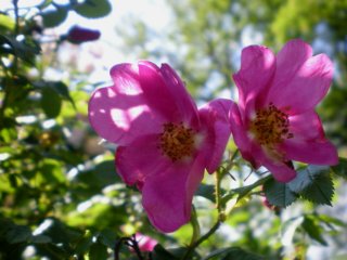     r. pisocarpa x rugosa      