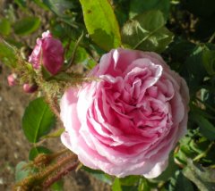   archiduchesse elizabeth d'autrich        