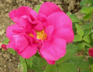       bouquet de venus    