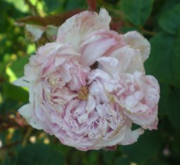     cumberland belle      