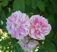      duchesse d'abrantes     