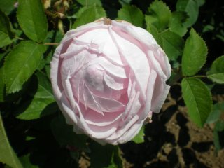     gloire des mousseux      