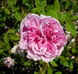      joulie de mersan     