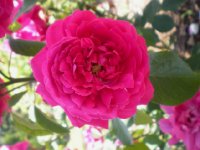      muscosa rubra     