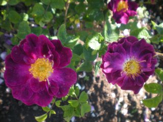     violacea      
