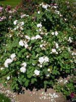        white bath  