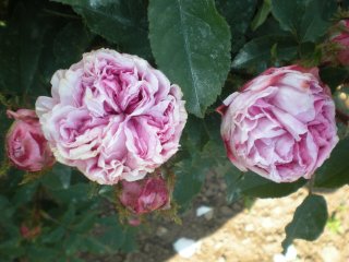   mme landeau       