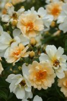 rosa_helenae_semiplena-u-wilenski.jpg