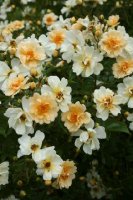 rosa_helenae_semiplena_2-uniwer-wilenski.jpg