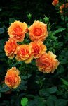 anne_harkness_jpg-foto-z-roselocator.jpg