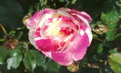 sorbet-framboise.jpg