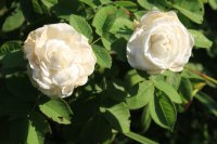 blanc-de-vibert-2