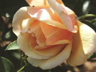 pilar-landecho-vintage-roses