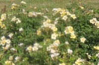 flushing-meadow2