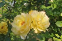 golden-schower