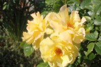 golden-shower