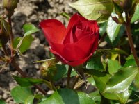crimson-meidilland-a.jpg