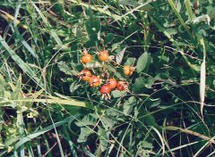 arkansas-owoce-stona-kansas-wildflowers.jpg